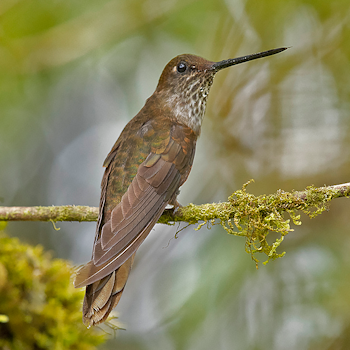 Bronzy Inca