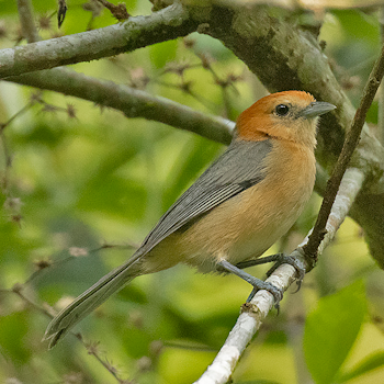 Buff-bellied Tanager