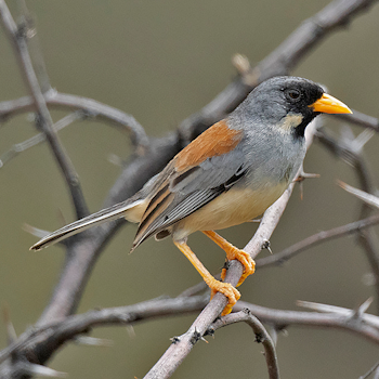 Buff-bridled Inca-finch
