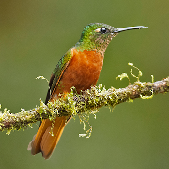 Chestnut-breasted Coronet