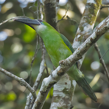 Chestnut-tipped Toucanet