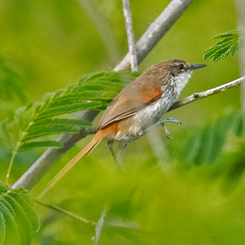 Chinchipe Spinetail