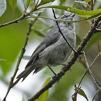 Cinereous Conebill