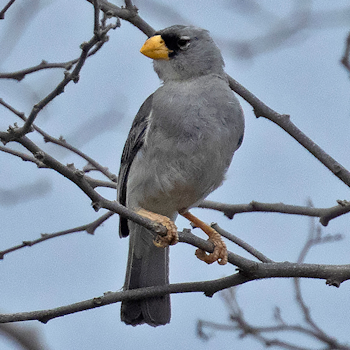 Cinereous Finch
