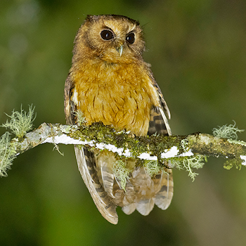 Cinnamon Screech-owl