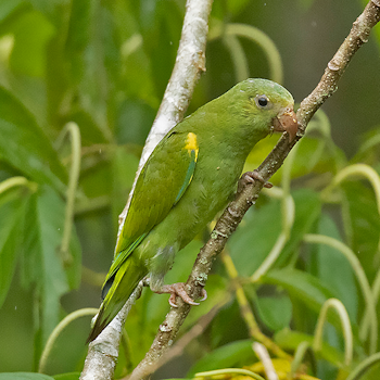 Cobalt-winged Parakeet