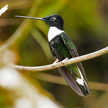 Collared Inca