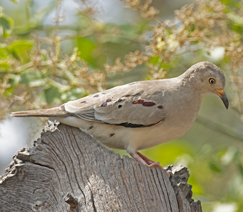 Croaking Ground Dove