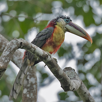 Curl-crested Aracari