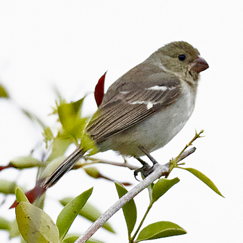 Drab Seedeater