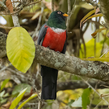 Ecuadorian Trogon