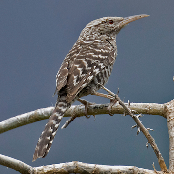 Fasciated Wren