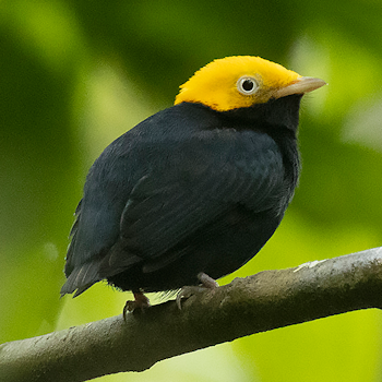 Golden-headed Manakin