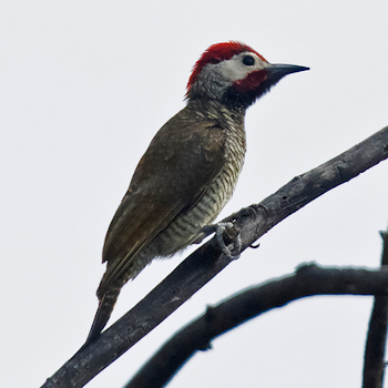 Golden-olive Woodpecker