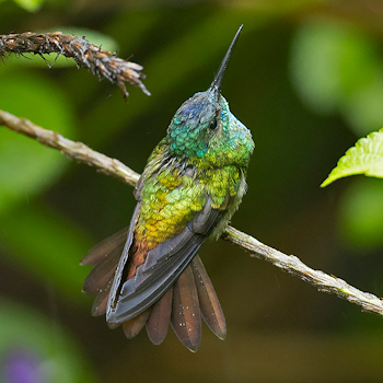 Golden-tailed Sapphire