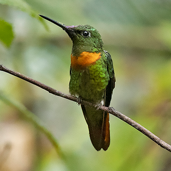 Gould's Jewelfront