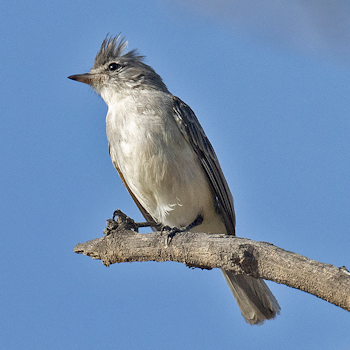 Grey-and-white Tyrannulet
