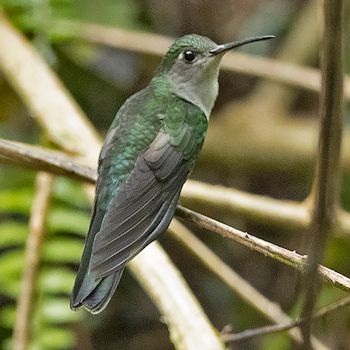 Grey-breasted Sabrewing
