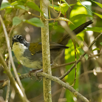 Grey-browed Brushfinch