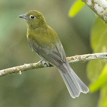 Grey-tailed Piha