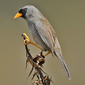 Grey-winged Inca-finch