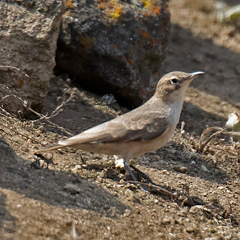 Greyish Miner