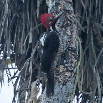 Guayaquil Woodpecker