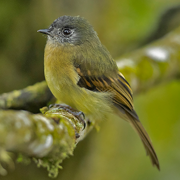 Inca Flycatcher