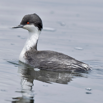 Junin Grebe
