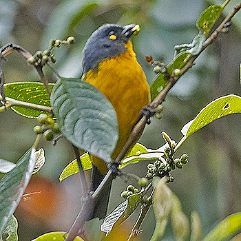 Lacrimose Mountain Tanager