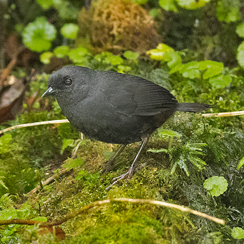 Large-footed Tapaculo