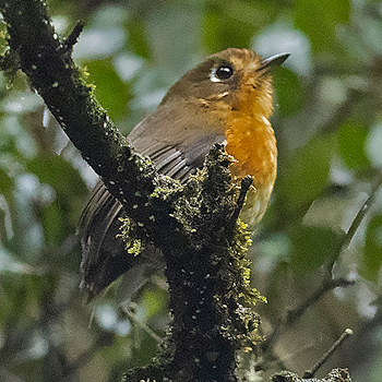 Leymebamba Antpitta