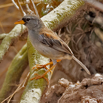 Little Inca-finch