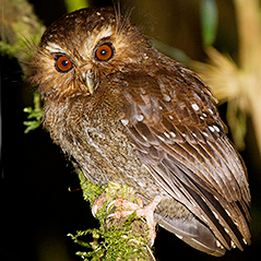Long-whiskered Owlet