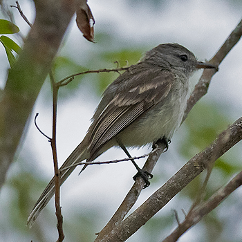 Marañon Tyrannulet