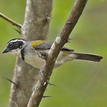 Marañon Sparrow