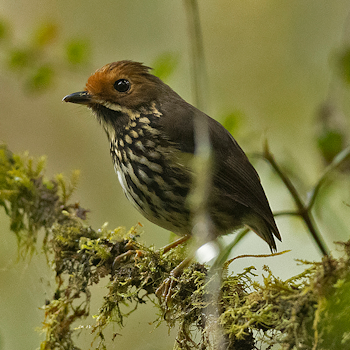 Ochre-fronted Antpitta