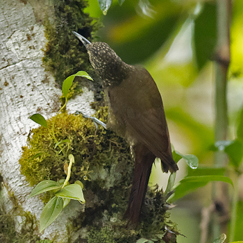 Olive-backed Woodcreeper