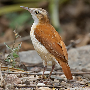 Pacific Hornero