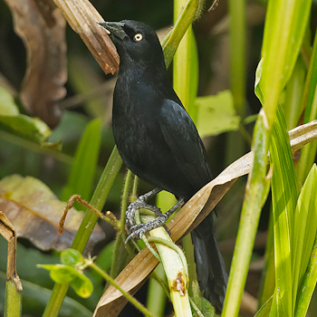 Pale-eyed Blackbird