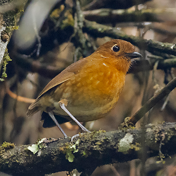 Panoa Antpitta