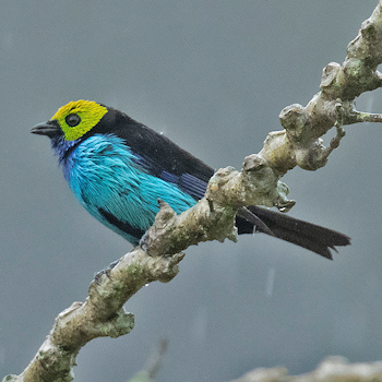 Paradise Tanager