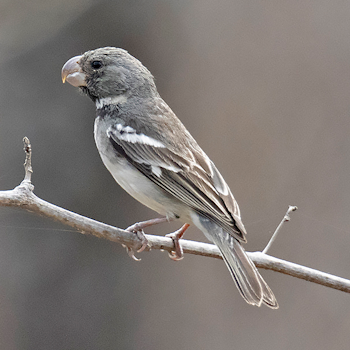 Parrot-billed Seedeater