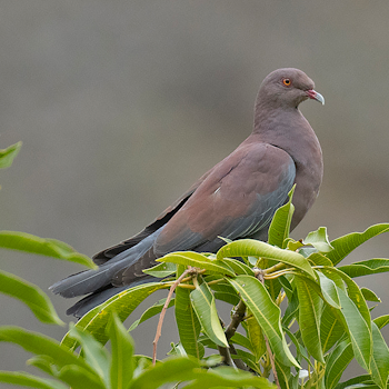 Peruvian Pigeon