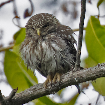 Peruvian Pygmy-owl