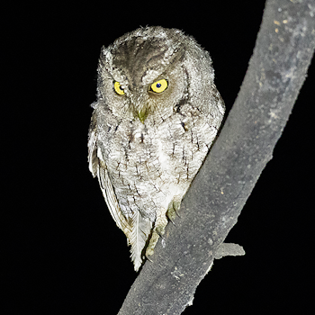 Peruvian Screech-owl