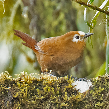 Peruvian Wren