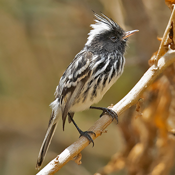 Pied-crested Tit-tyrant