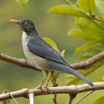 Plumbeous-backed Thrush