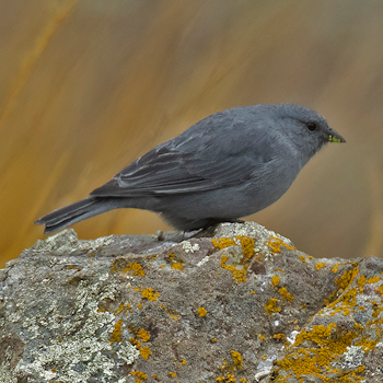 Plumbeous Sierra Finch